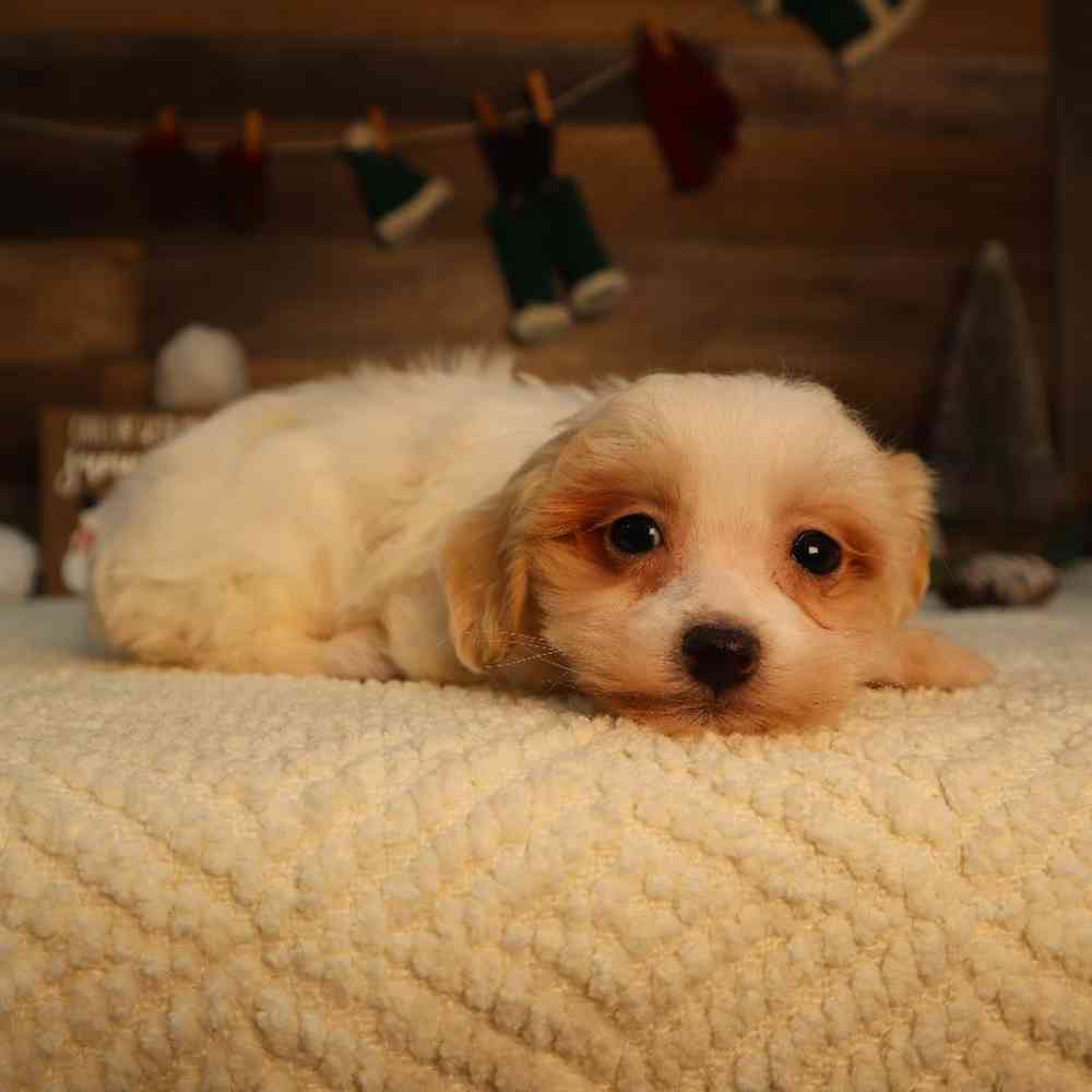 Female Maltipoo Puppy for Sale in Blaine, MN