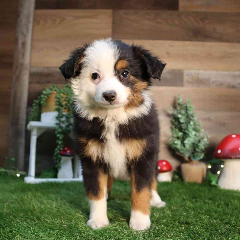 carousel pet images