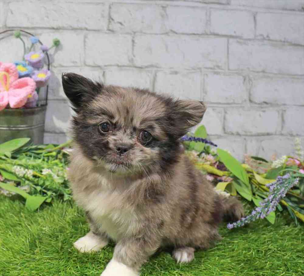 carousel pet images