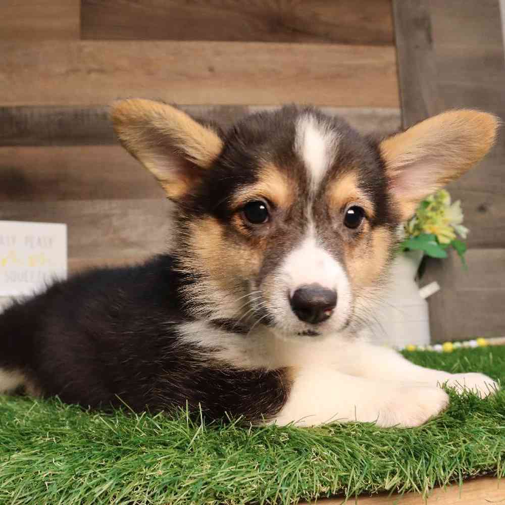 carousel pet images