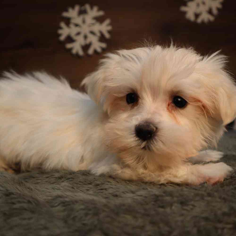 Male Maltese Puppy for Sale in Blaine, MN