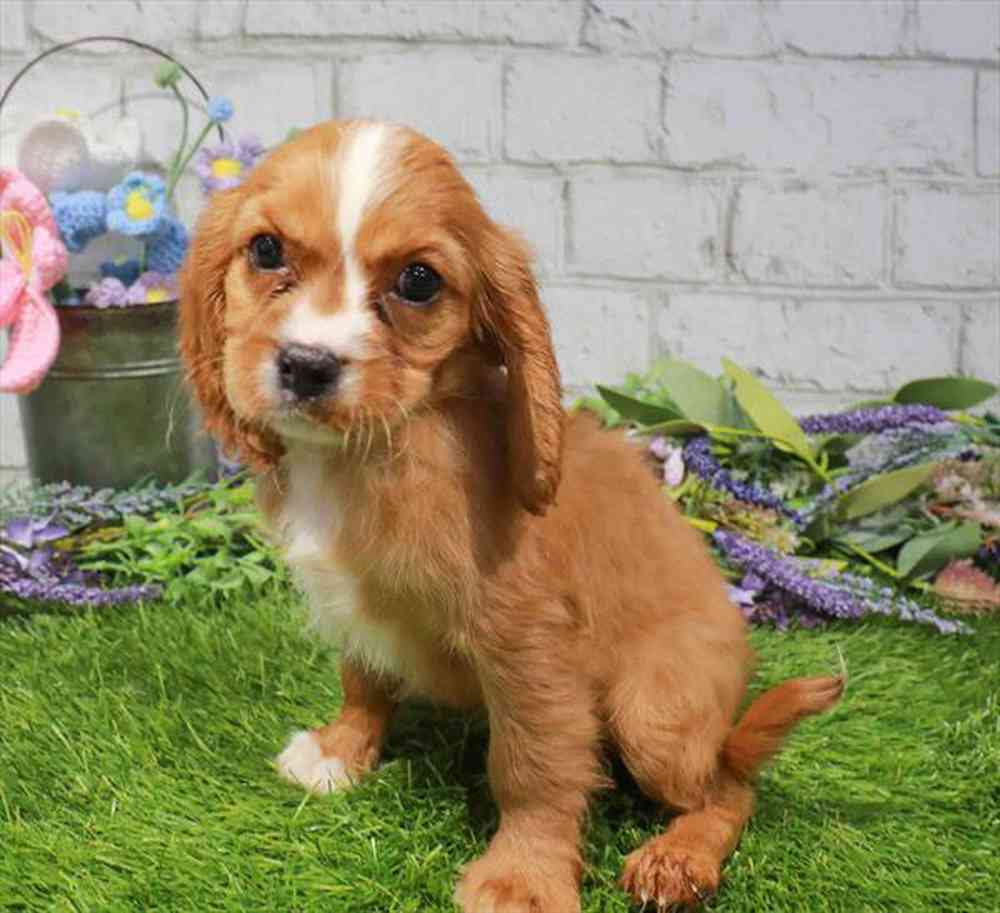 carousel pet images