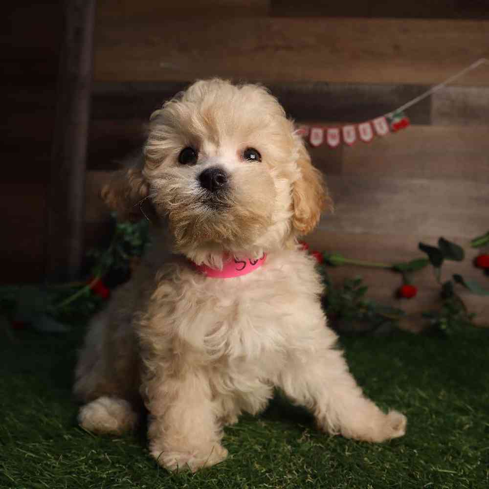 carousel pet images