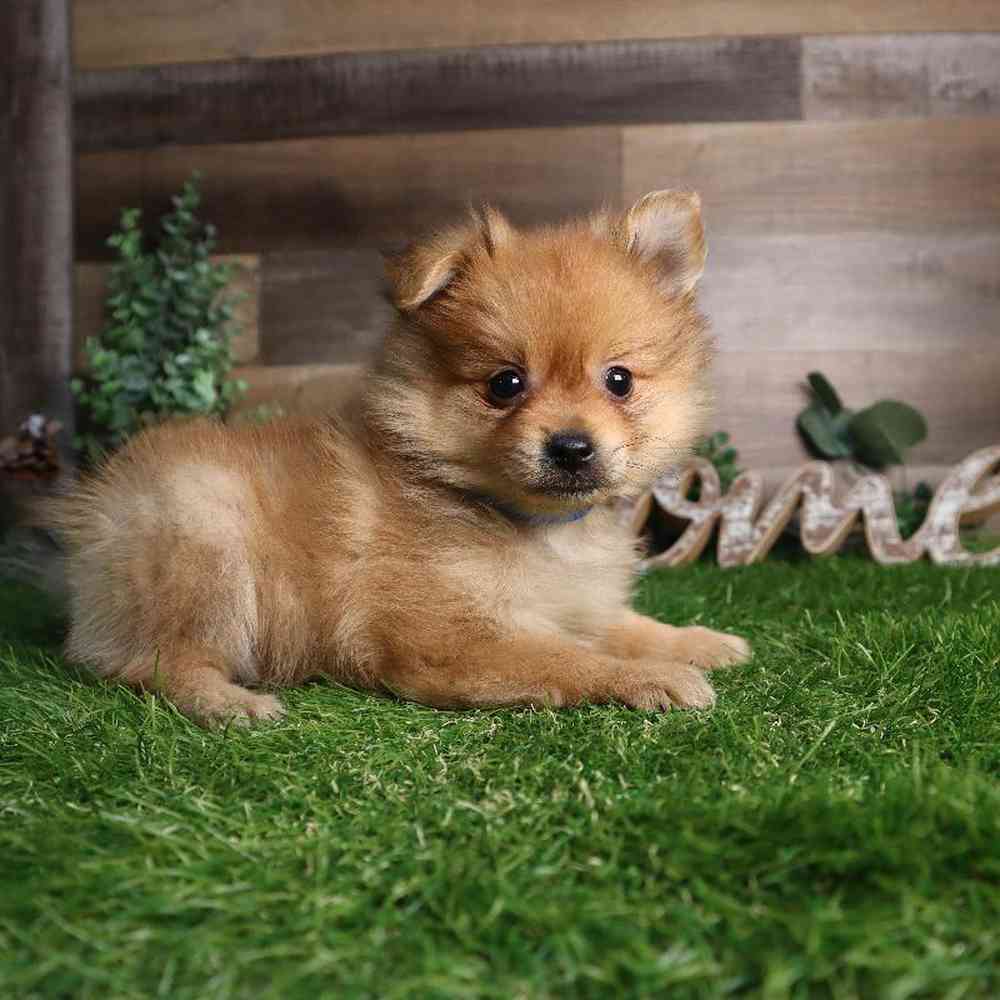 carousel pet images