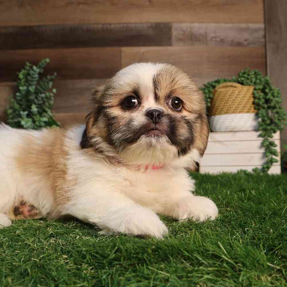 carousel pet images