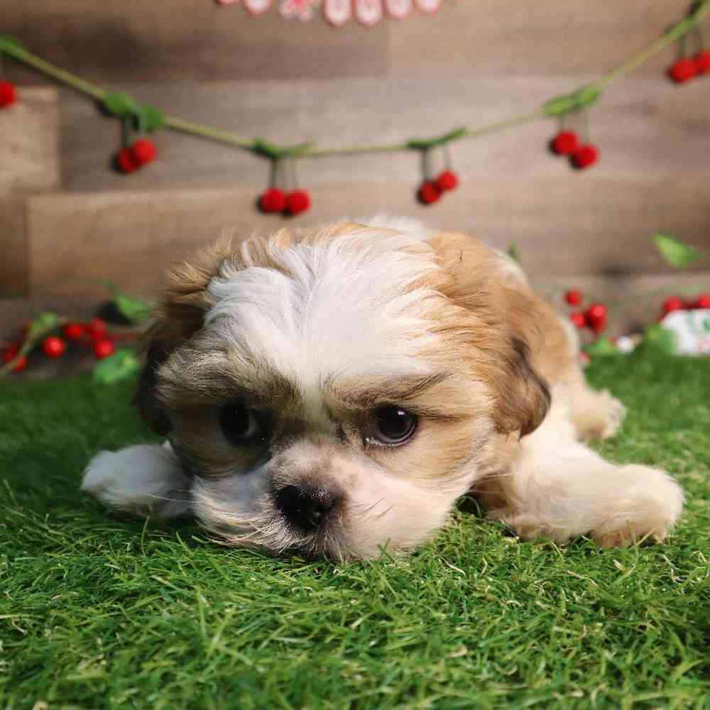 Male Shih Tzu Puppy for Sale in Blaine, MN