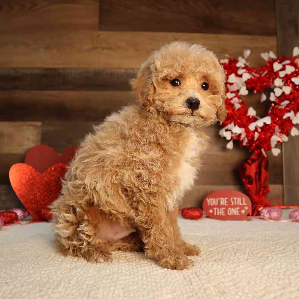 Male Bichon-Poo Puppy for Sale in Blaine, MN