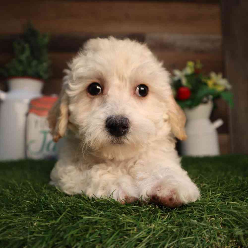 Male Bichon-Poo Puppy for Sale in Blaine, MN