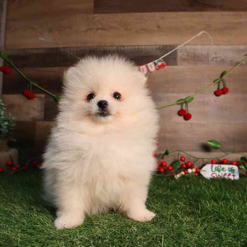 carousel pet images