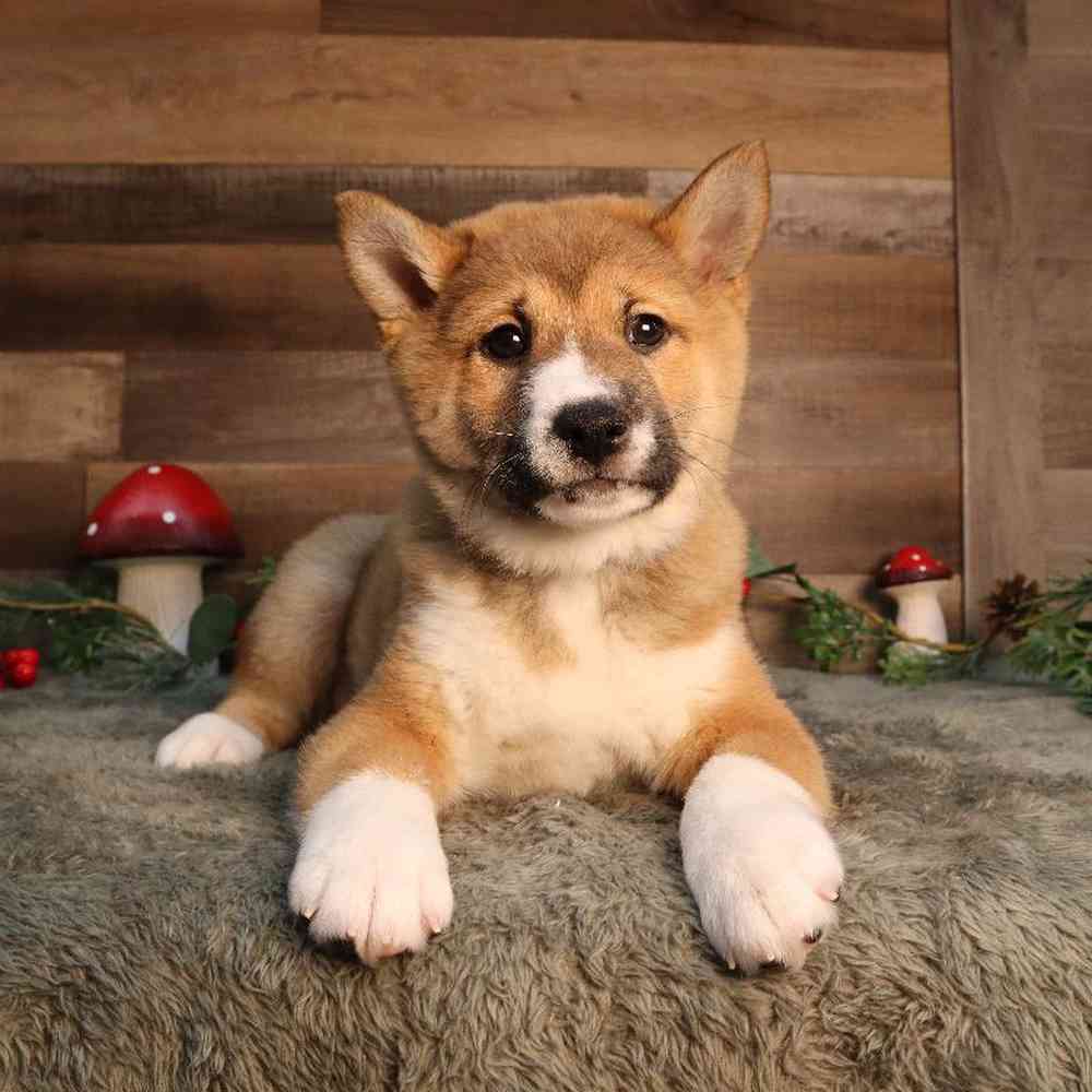 Male Shiba Inu Puppy for Sale in Blaine, MN