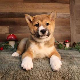Shiba Inu