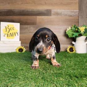Dachshund
