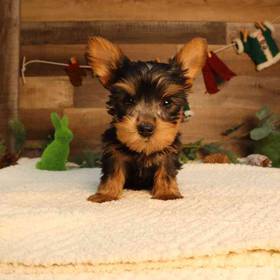 Yorkie (Silky) Terrier
