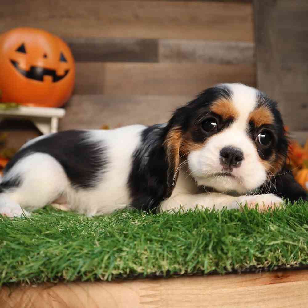 Female Cavalier King Charles Spaniel Puppy for Sale in Blaine, MN