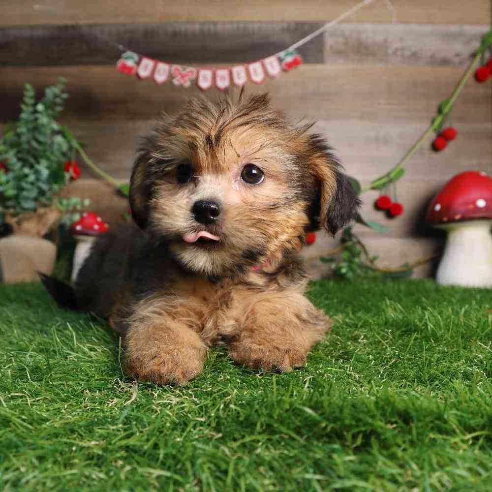 carousel pet images