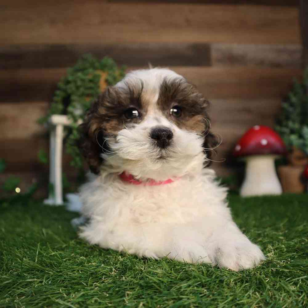 Female Shipoo Puppy for Sale in Blaine, MN