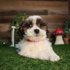 Shipoo