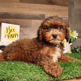 Cavapoo
