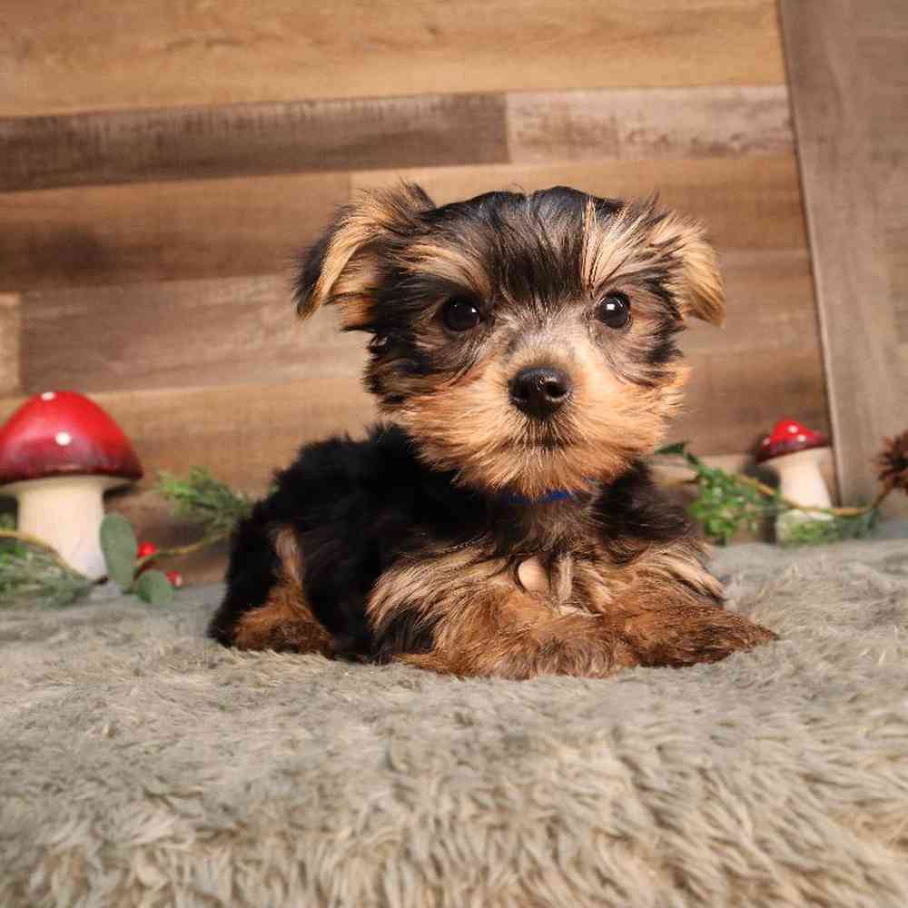 Male Yorkshire Terrier Puppy for Sale in Blaine, MN