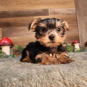 Yorkshire Terrier
