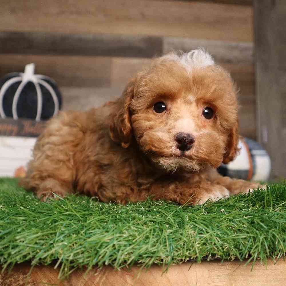 carousel pet images