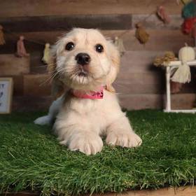 Cocker Bichon