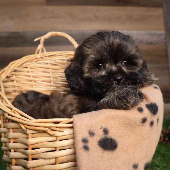 Willow