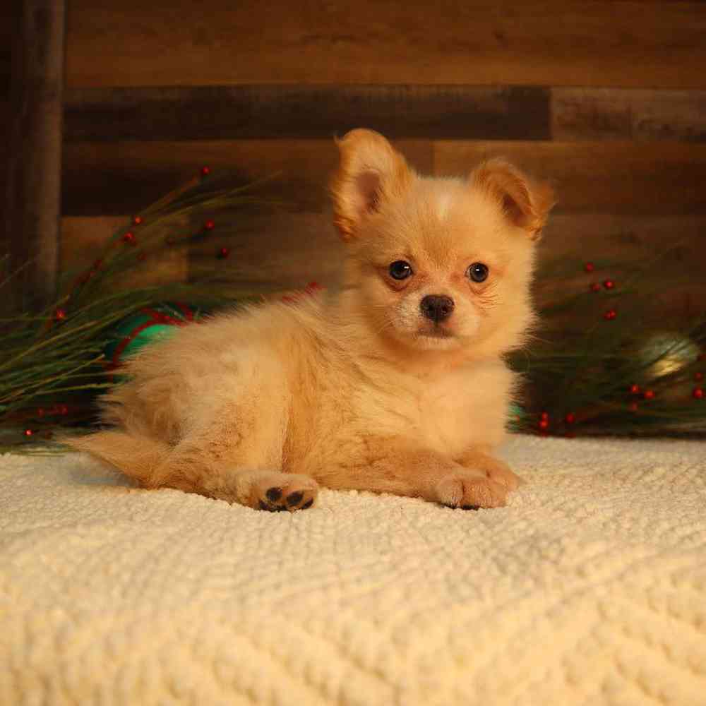 Male PomChi Puppy for Sale in Blaine, MN