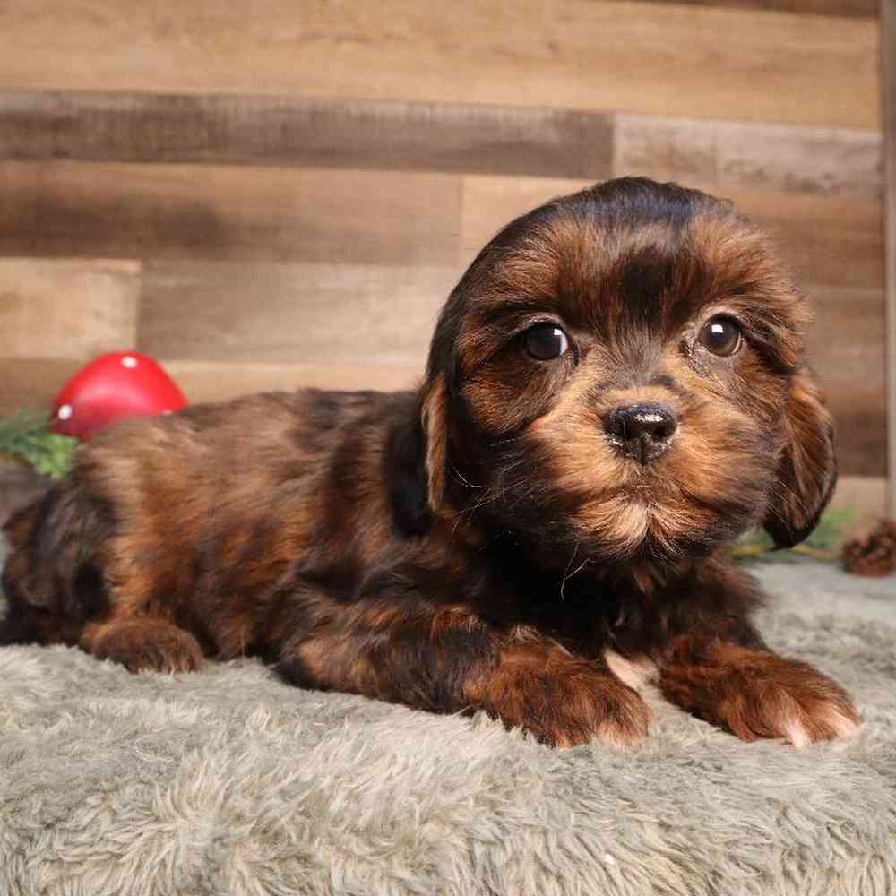 Male Shipoo Puppy for Sale in Blaine, MN