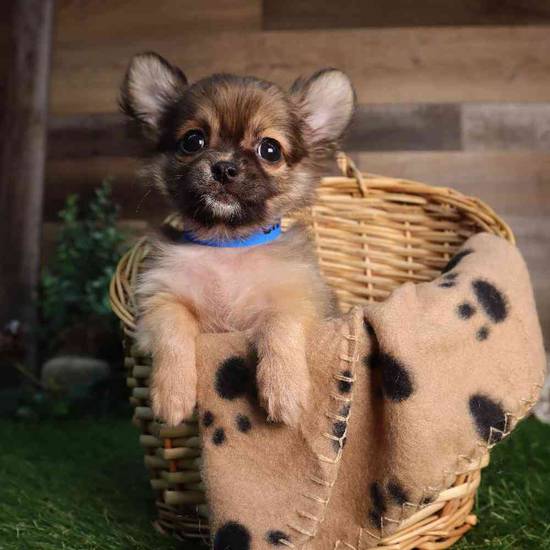 Tiny