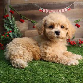 Bichon-Poo
