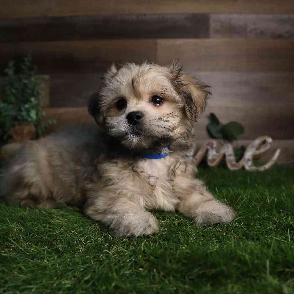 carousel pet images