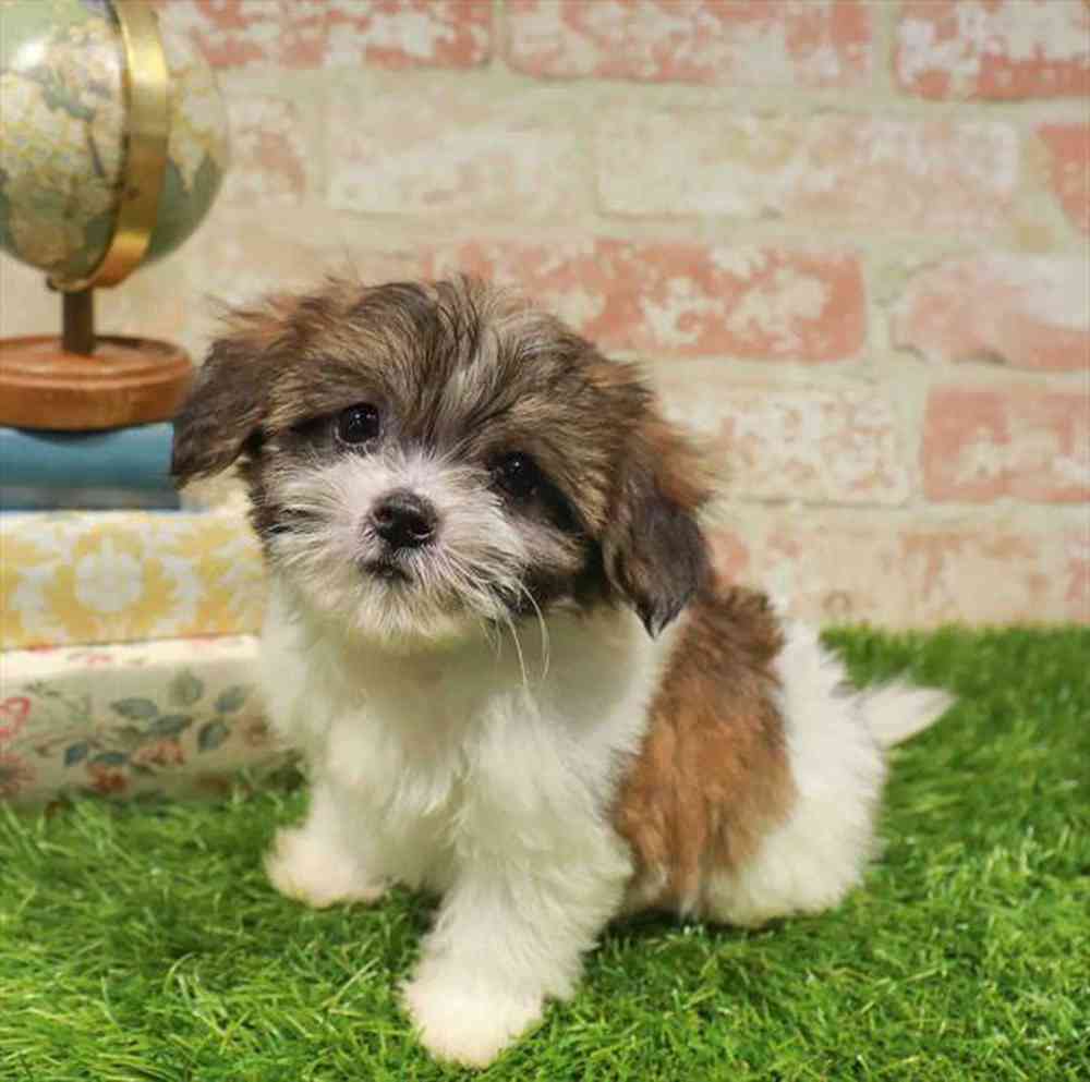 carousel pet images
