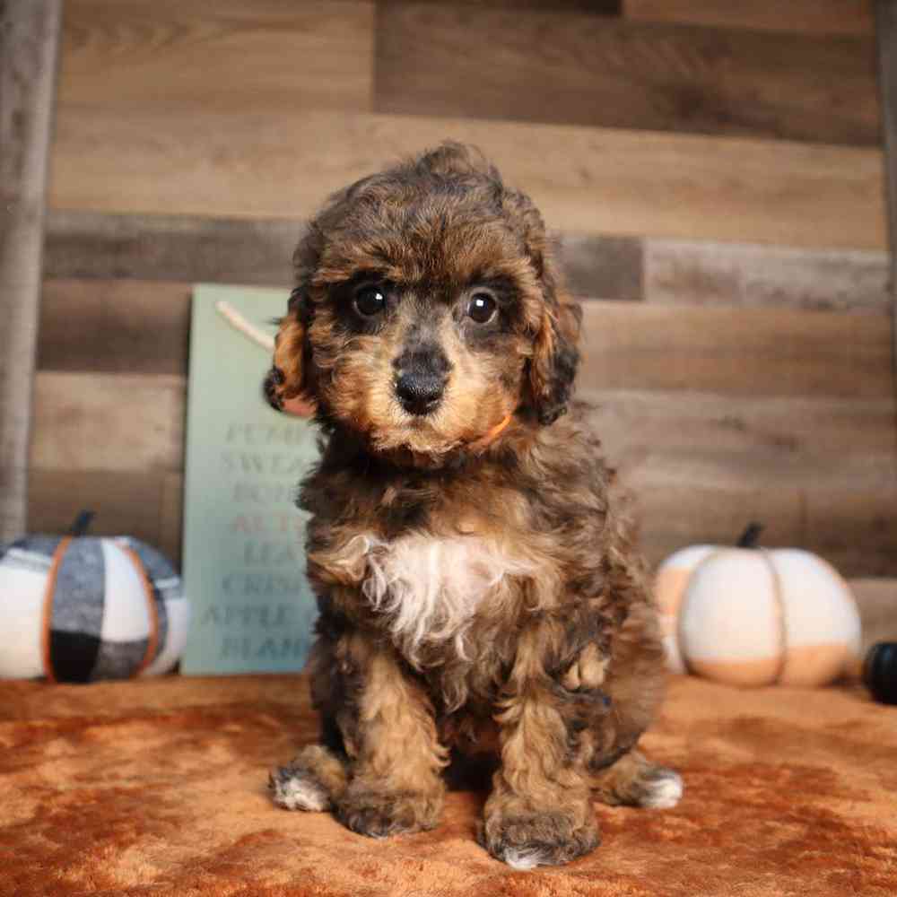 Male Mini Poodle Puppy for Sale in Blaine, MN