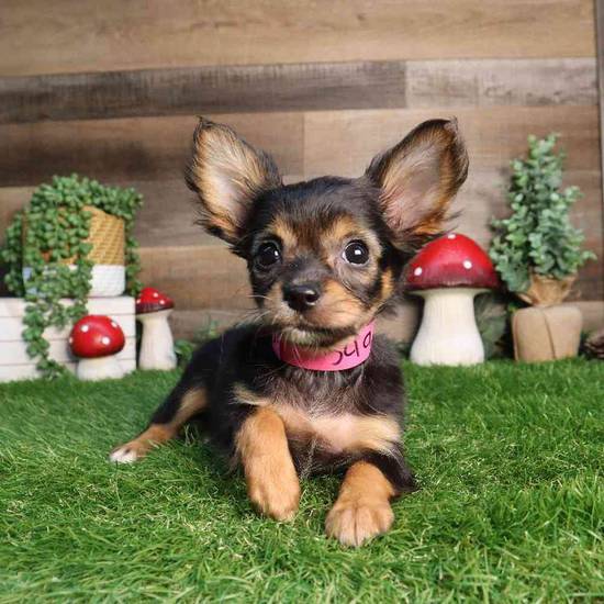 Minnie
