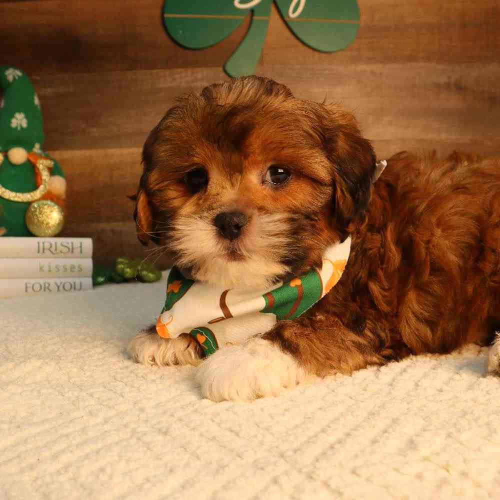 Male Shipoo Puppy for Sale in Blaine, MN