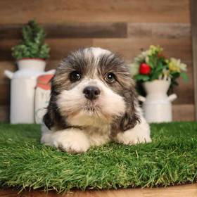 Teddy Bear