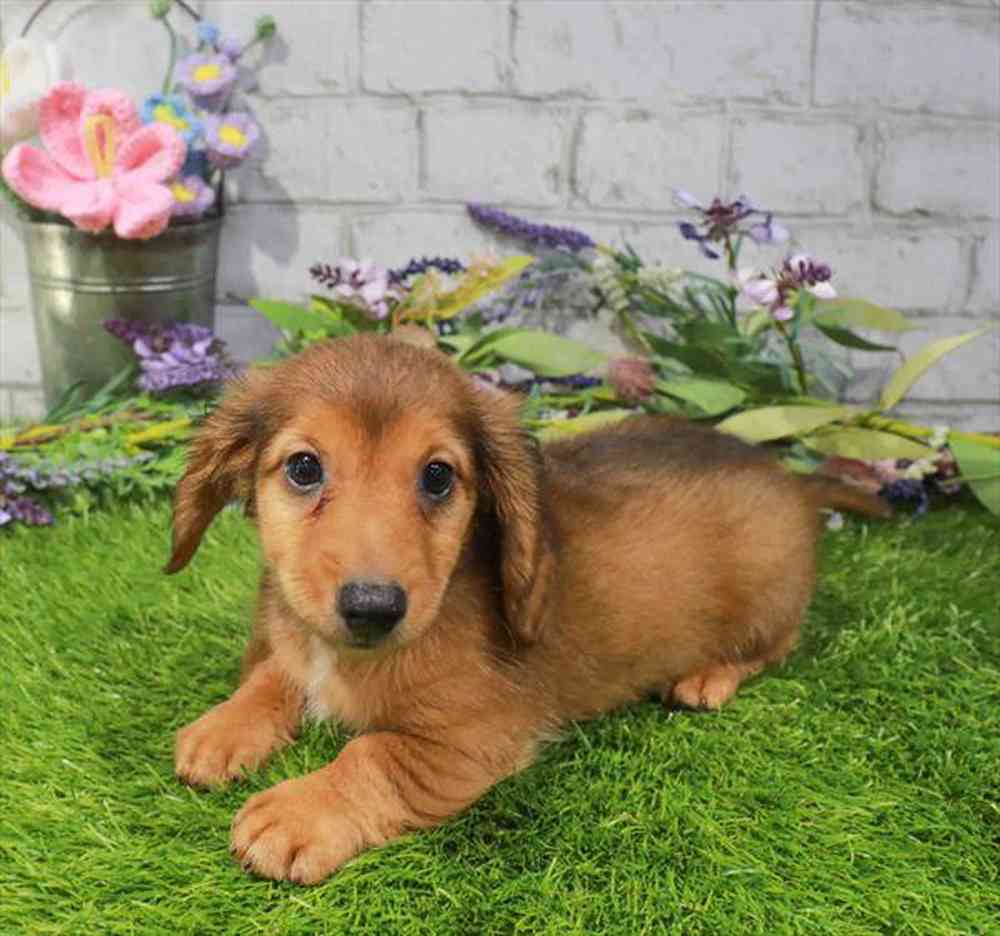 carousel pet images