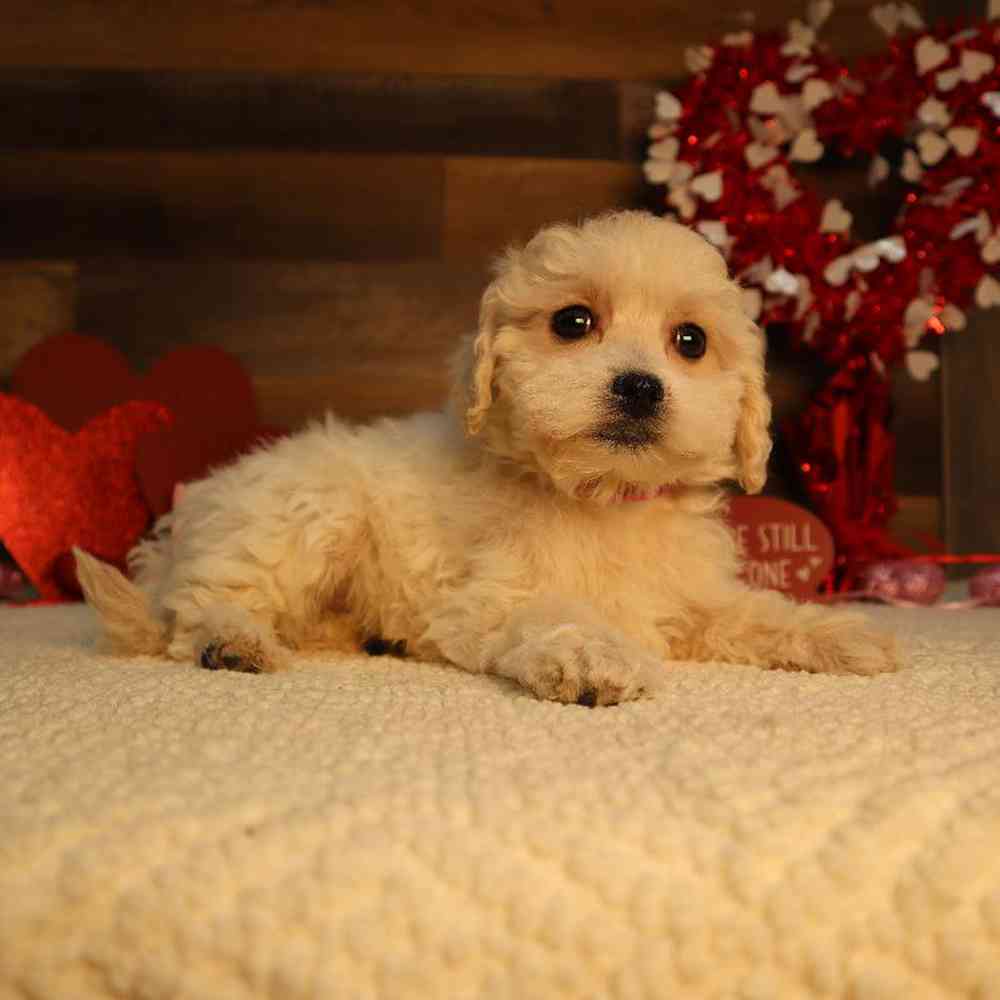 Female Bichon-Poo Puppy for Sale in Blaine, MN