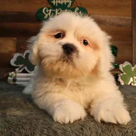 Lhasa Apso