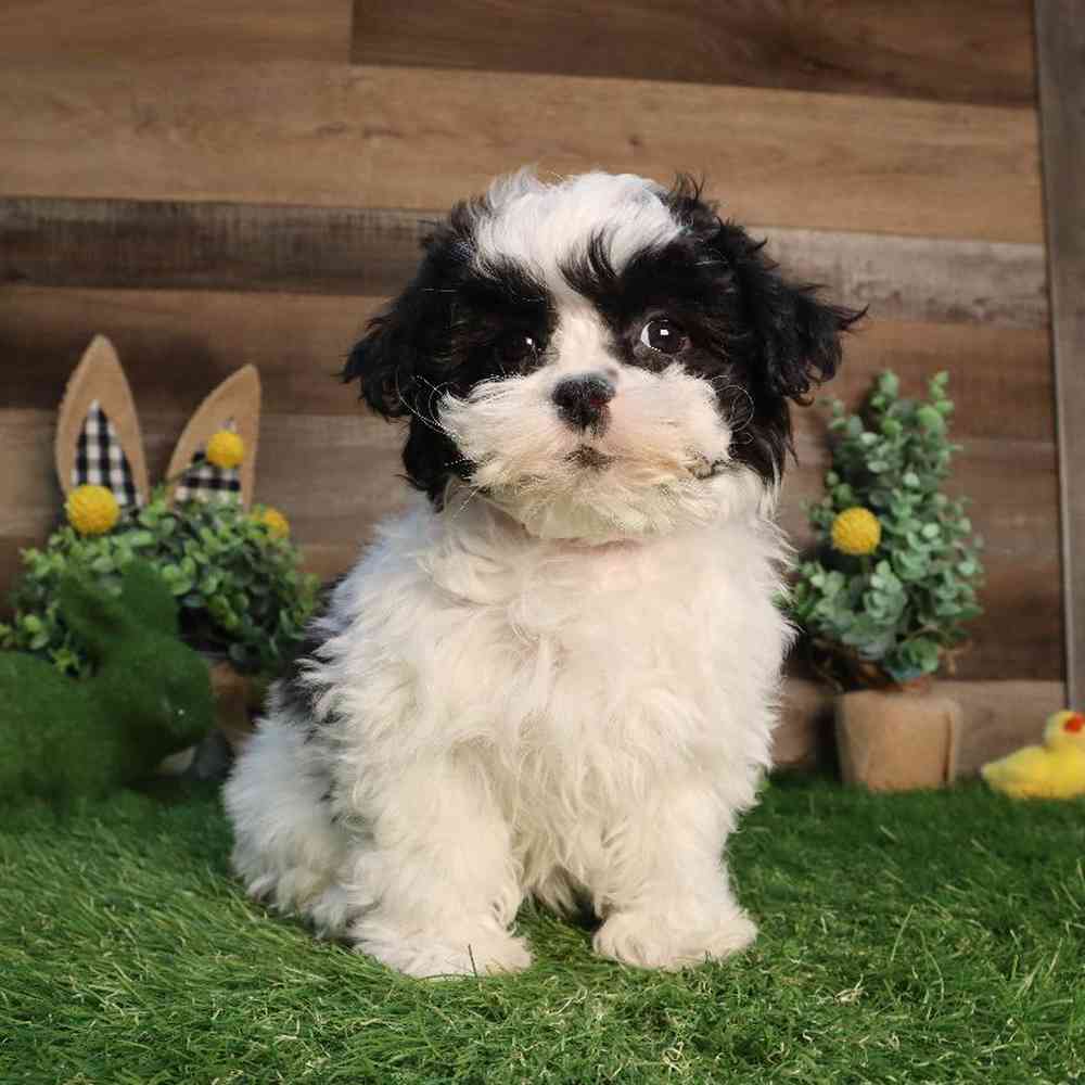 Female Shih Tzu Puppy for Sale in Blaine, MN