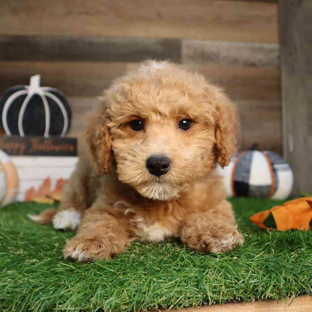 Male Mini Goldendoodle Puppy for Sale in Blaine, MN
