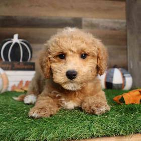 Mini Goldendoodle