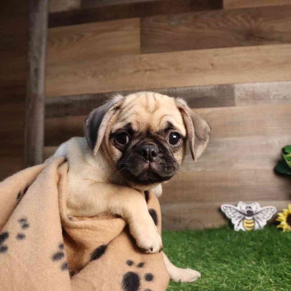 Image of a pet breed in the gallery