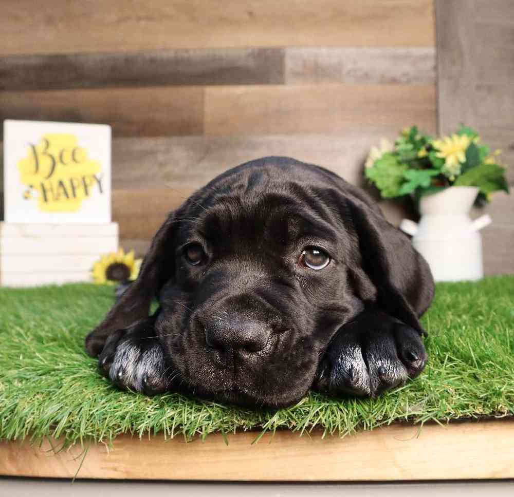 carousel pet images