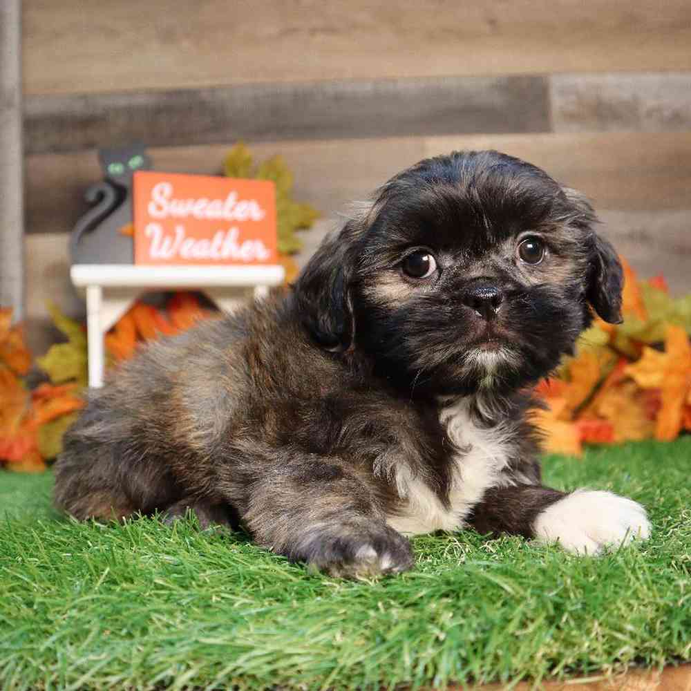 Male Shih Tzu Puppy for Sale in Blaine, MN