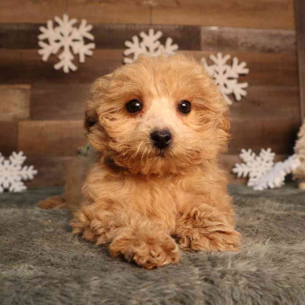 Image of a pet breed in the gallery