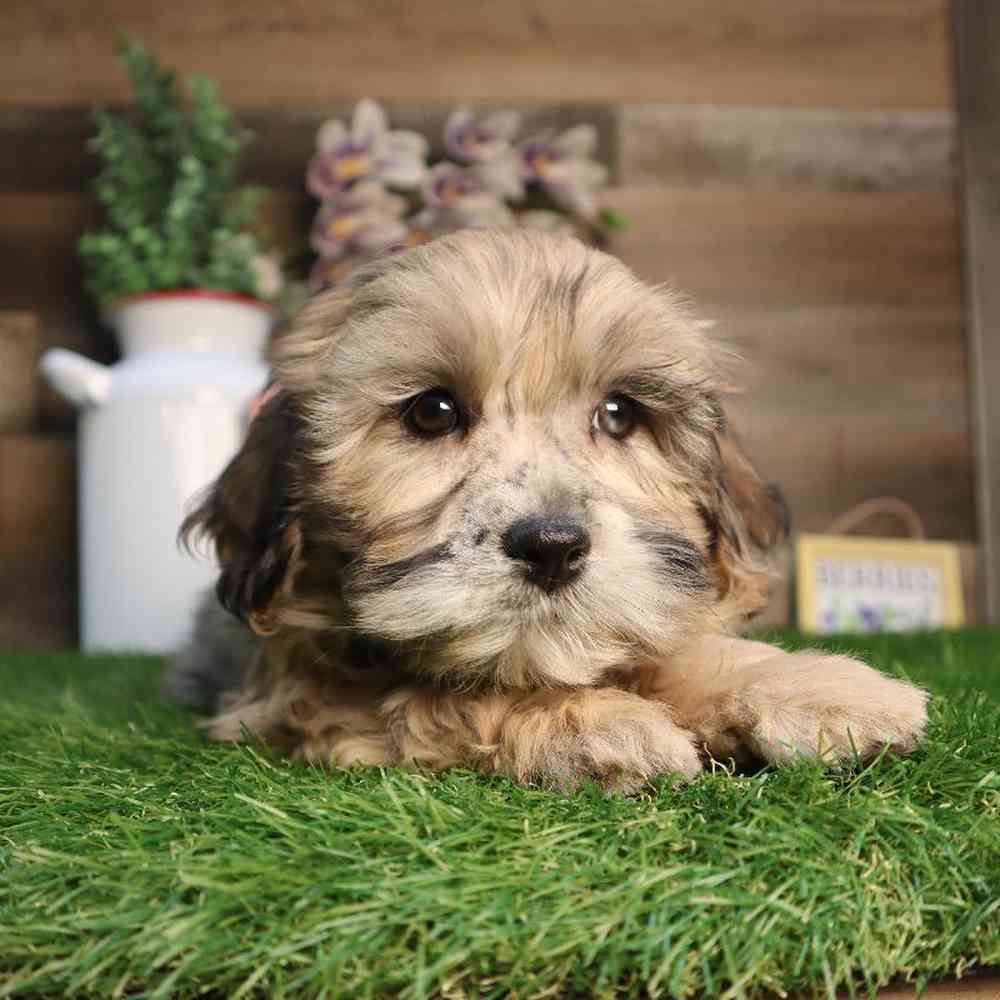 carousel pet images