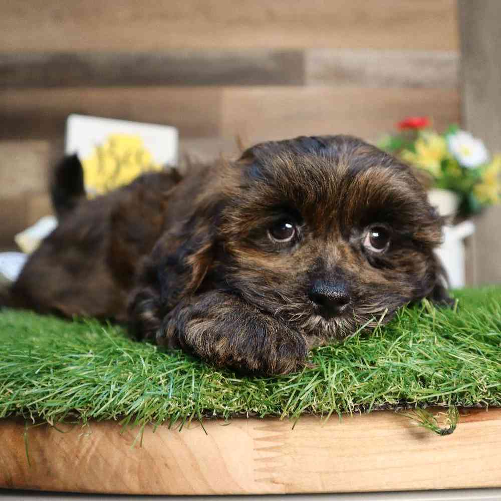 Male Shipoo Puppy for Sale in Blaine, MN