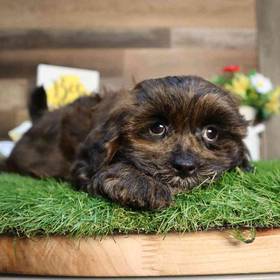 Shipoo